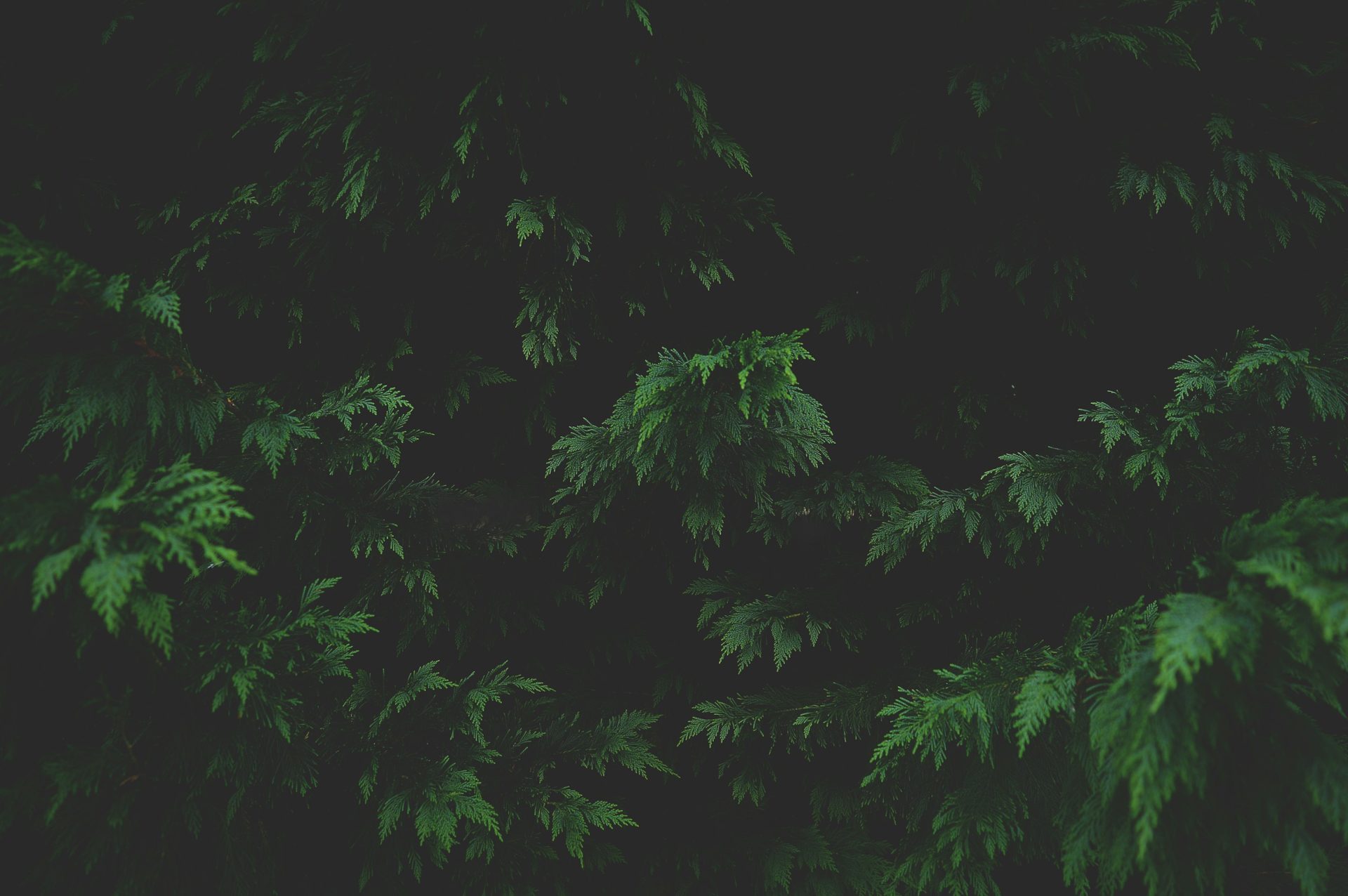 green leafed tree outside